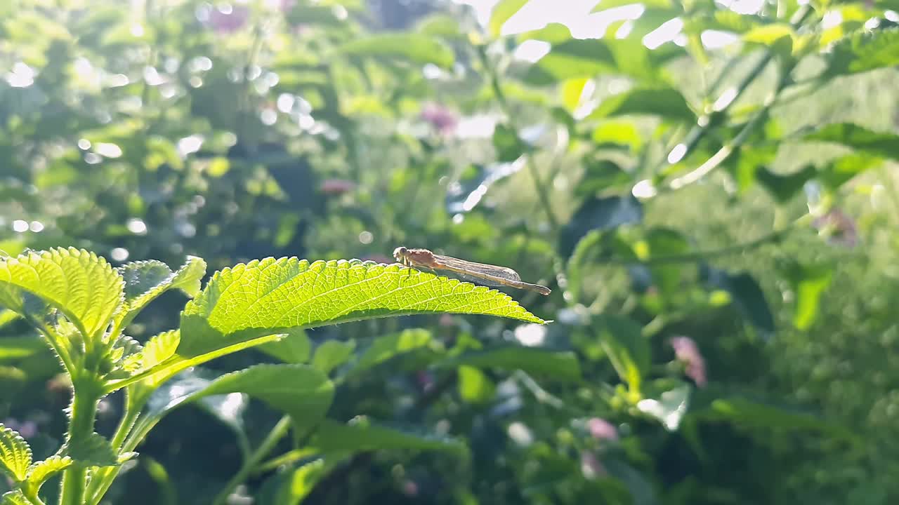 一只稀有的蓝尾橙豆娘的宏观视图视频素材