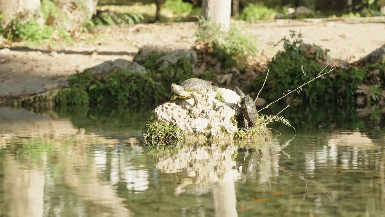 一只乌龟在水中央的岩石上晒太阳，一只试图爬上岩石，却掉了下来。慢动作视频素材