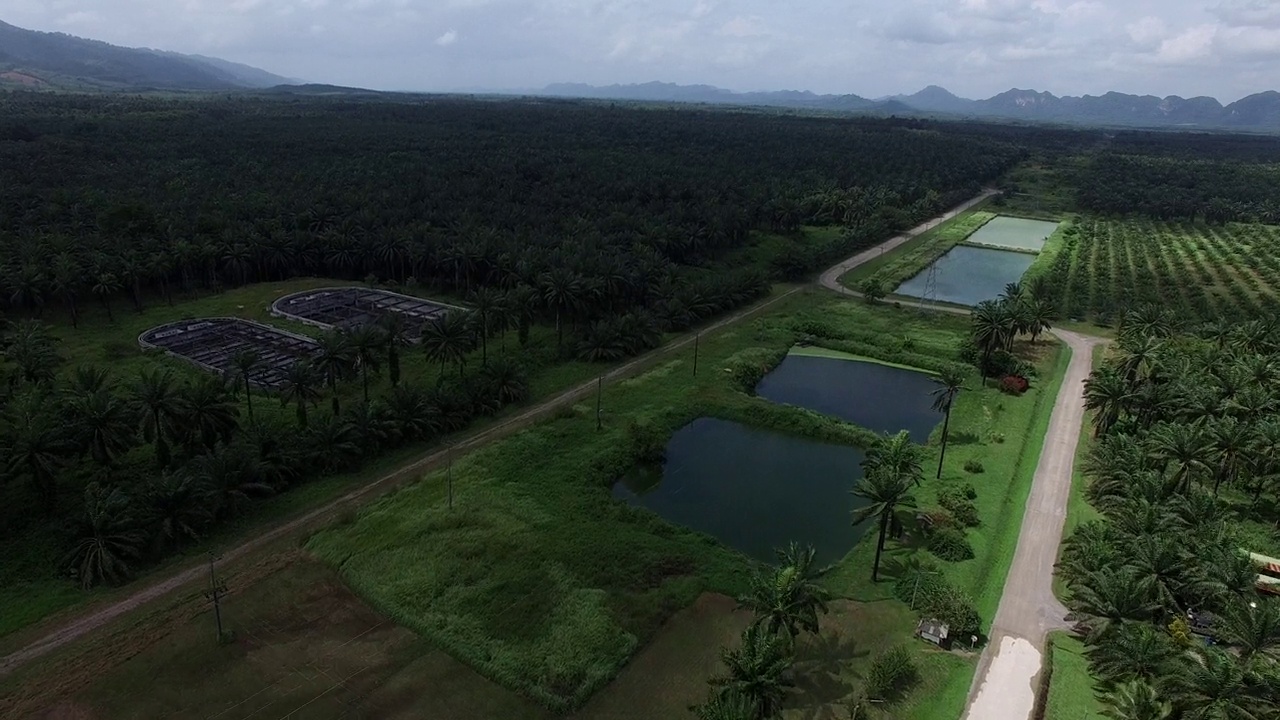 这是一架无人机拍摄的鸟瞰图，拍摄的是泰国甲米(Krabi)一个广阔而富饶的棕榈种植园，背景是褪色的山脉。视频素材