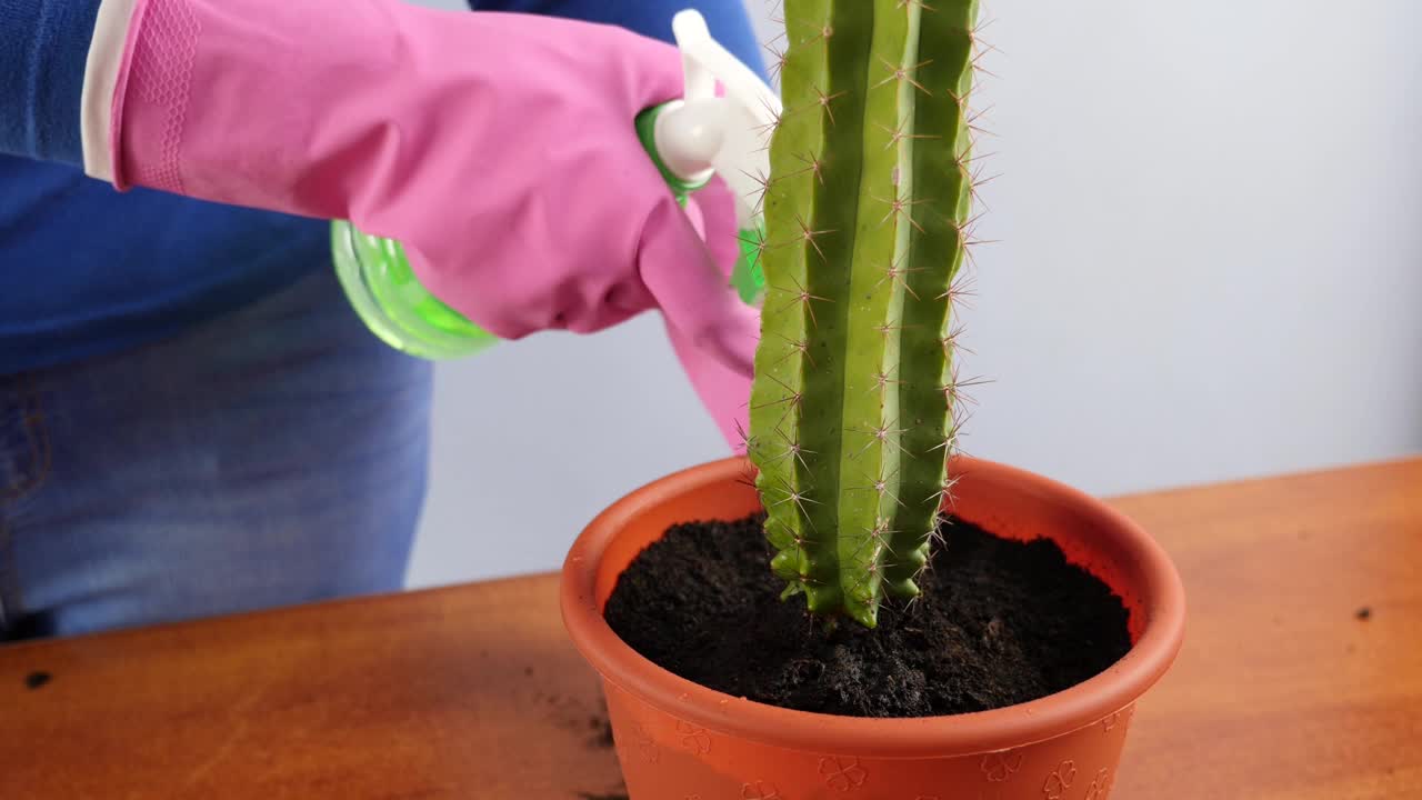 把仙人掌从一个小盆里移植到一个大盆里。植物移植。植物护理。照顾仙人掌。视频素材