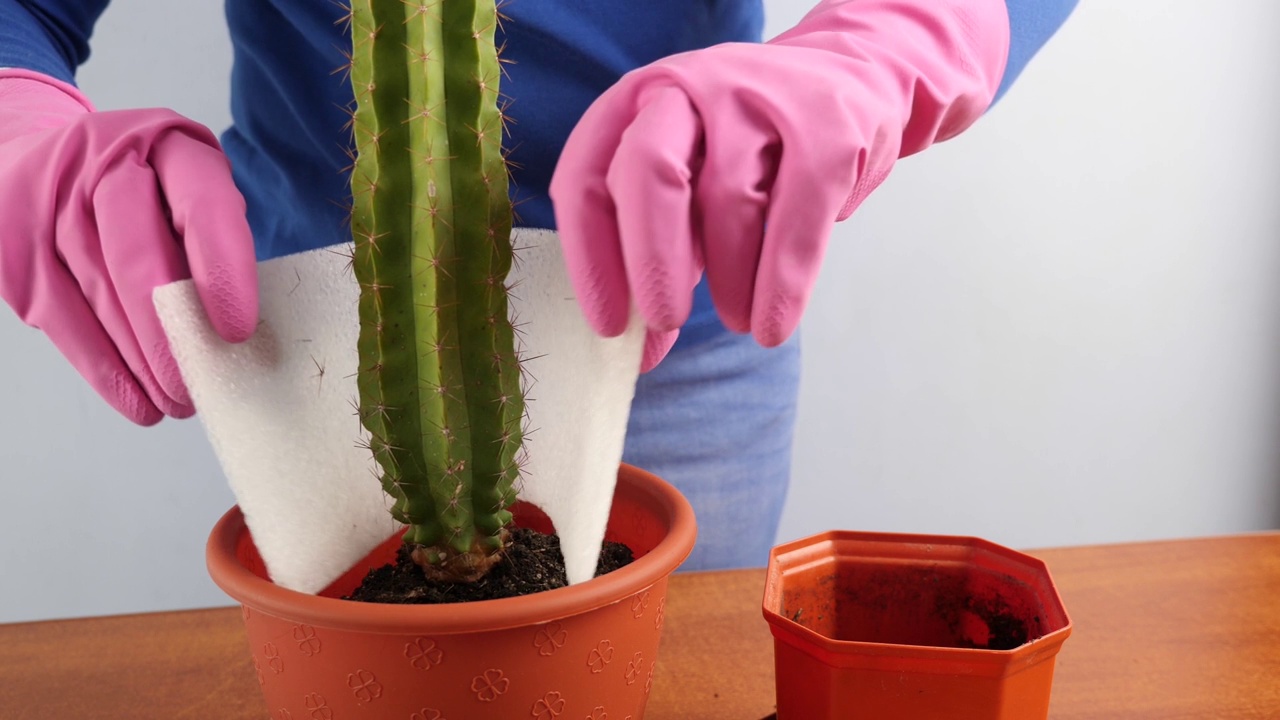 把仙人掌从一个小盆里移植到一个大盆里。植物移植。植物护理。照顾仙人掌。视频素材