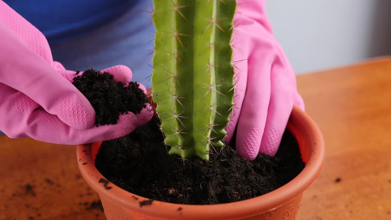 把仙人掌从一个小盆里移植到一个大盆里。植物移植。植物护理。照顾仙人掌。视频素材