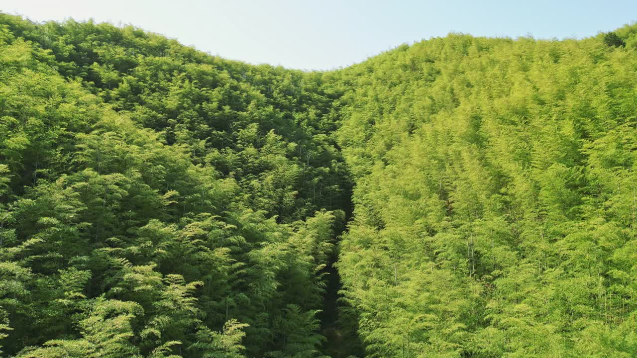 竹林鸟瞰图视频素材