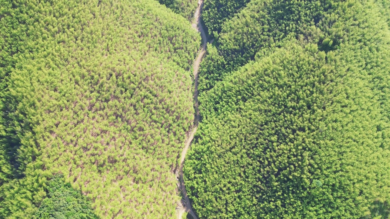 竹林鸟瞰图视频素材