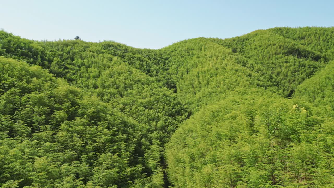 竹林鸟瞰图视频素材