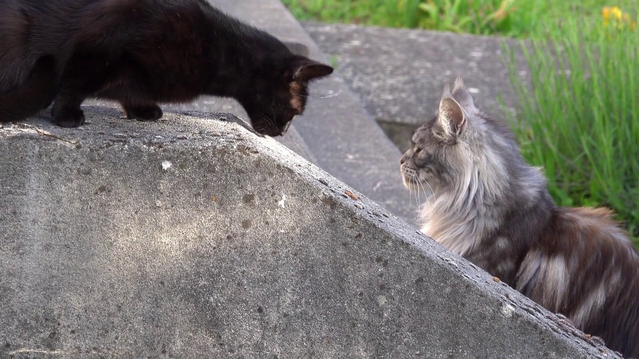 两只不同的猫在花园里相遇视频素材