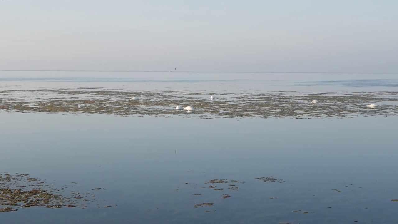 海上的早晨。天鹅在水藻中游来游去。视频素材