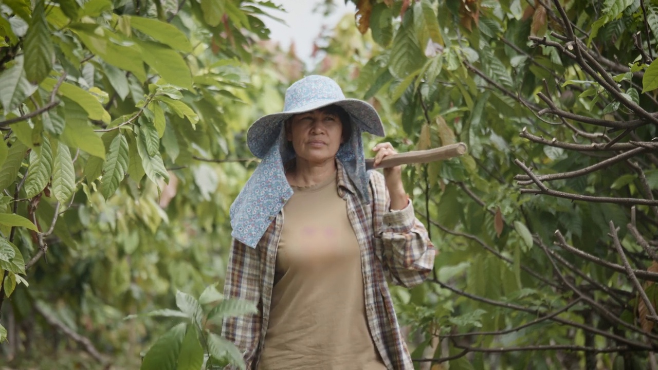 亚洲成熟的女农民抱着小可可树，肩上扛着锄头，在可可种植园农场种植新的可可树视频素材