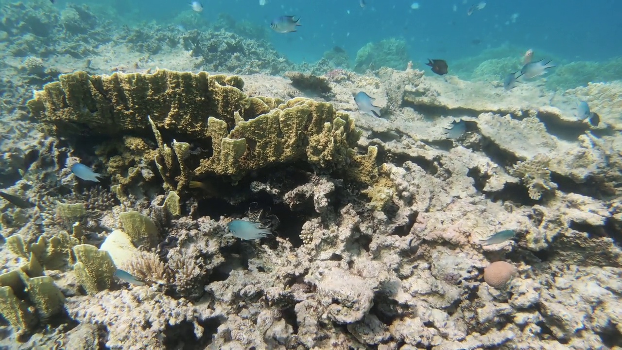 海洋。海洋中的水下生物。五颜六色的珊瑚和鱼。视频素材