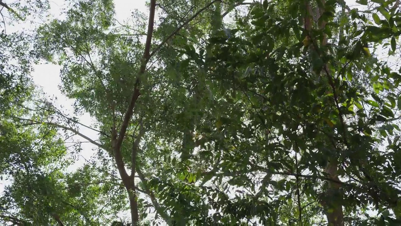 树叶透过阳光，天空苍翠，春林背景。相机的视角视频素材