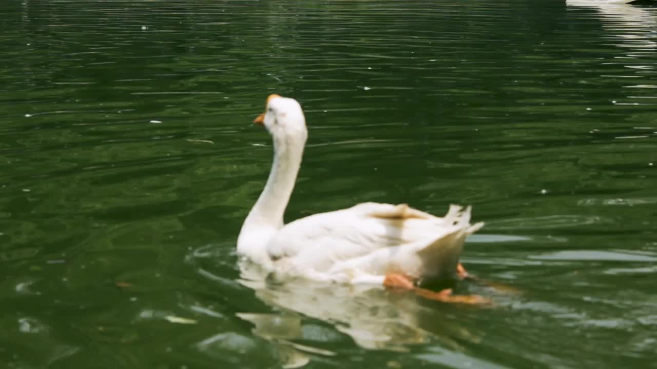 鸭子在湖里游泳视频素材