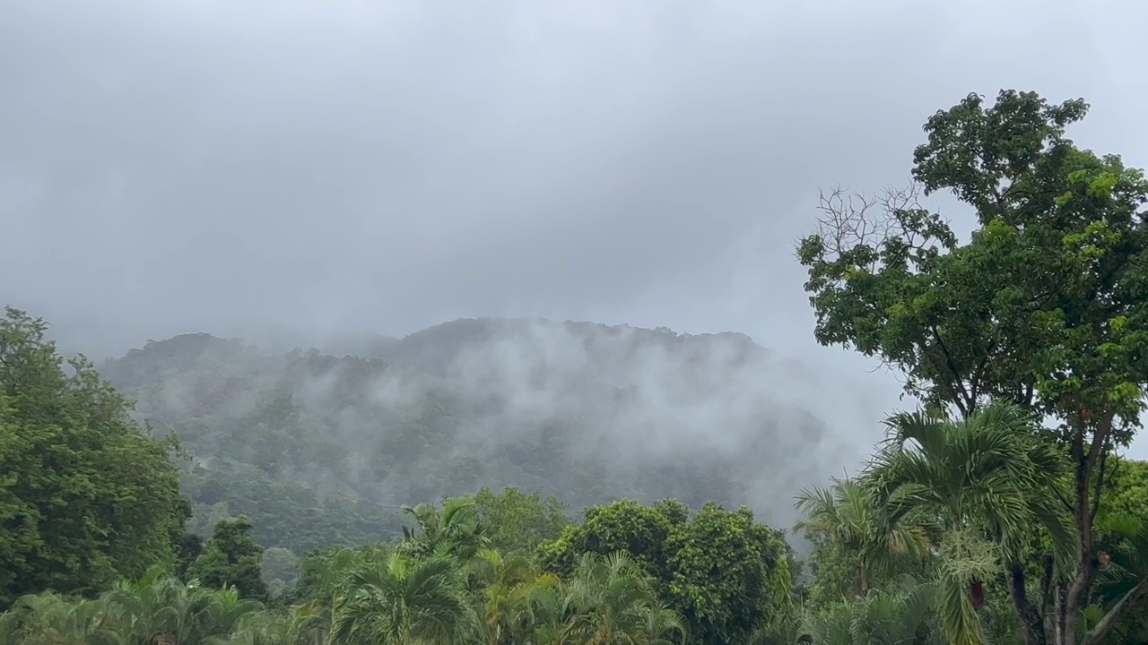 澳大利亚昆士兰北部热带雨林视频素材