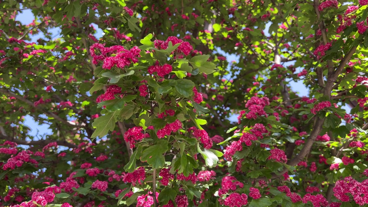 粉红色的花朵盛开在公园里的山楂树山楂。视频素材