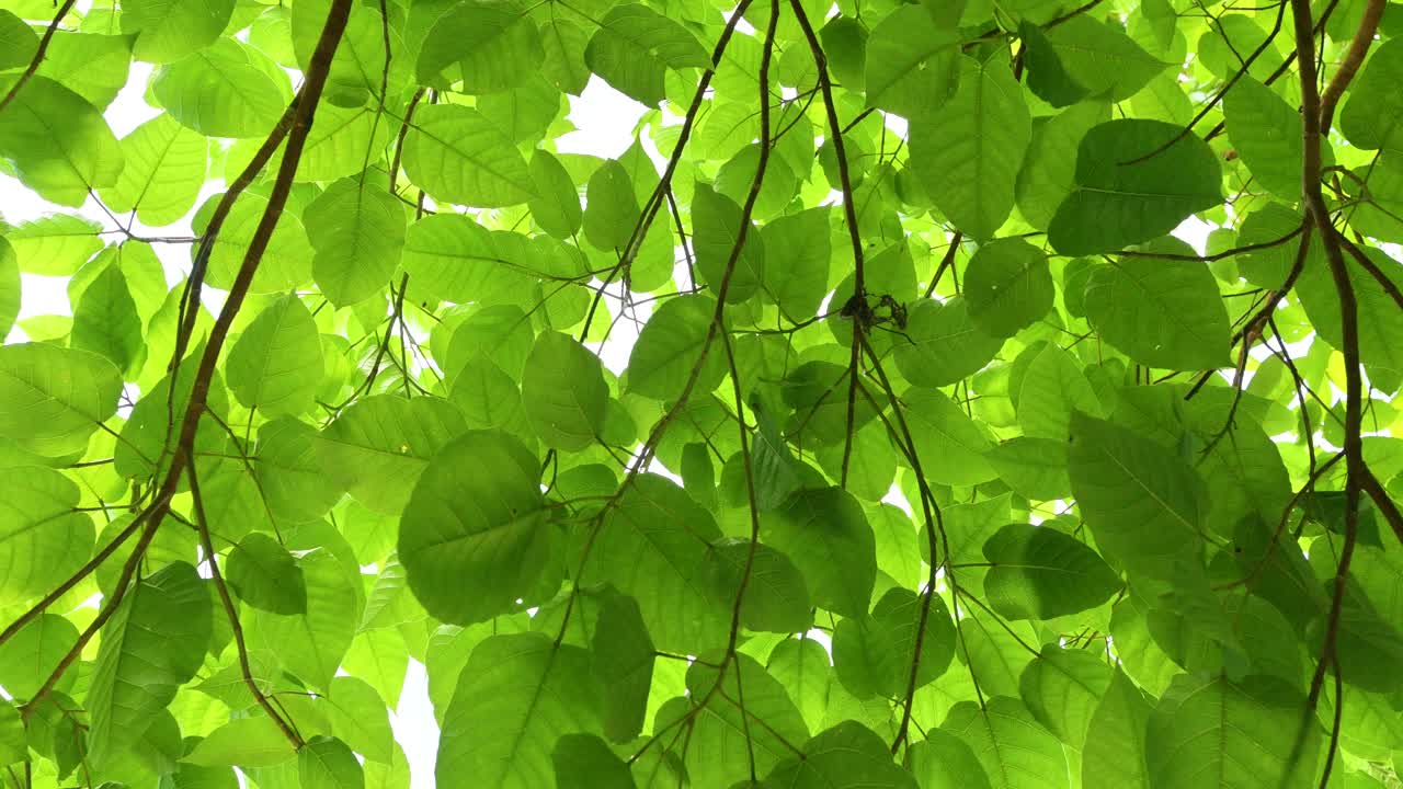 大自然的绿叶在夏天的花园里，在阳光的照射下，大自然的绿叶植物用作春天的环境环境或绿色壁纸视频下载