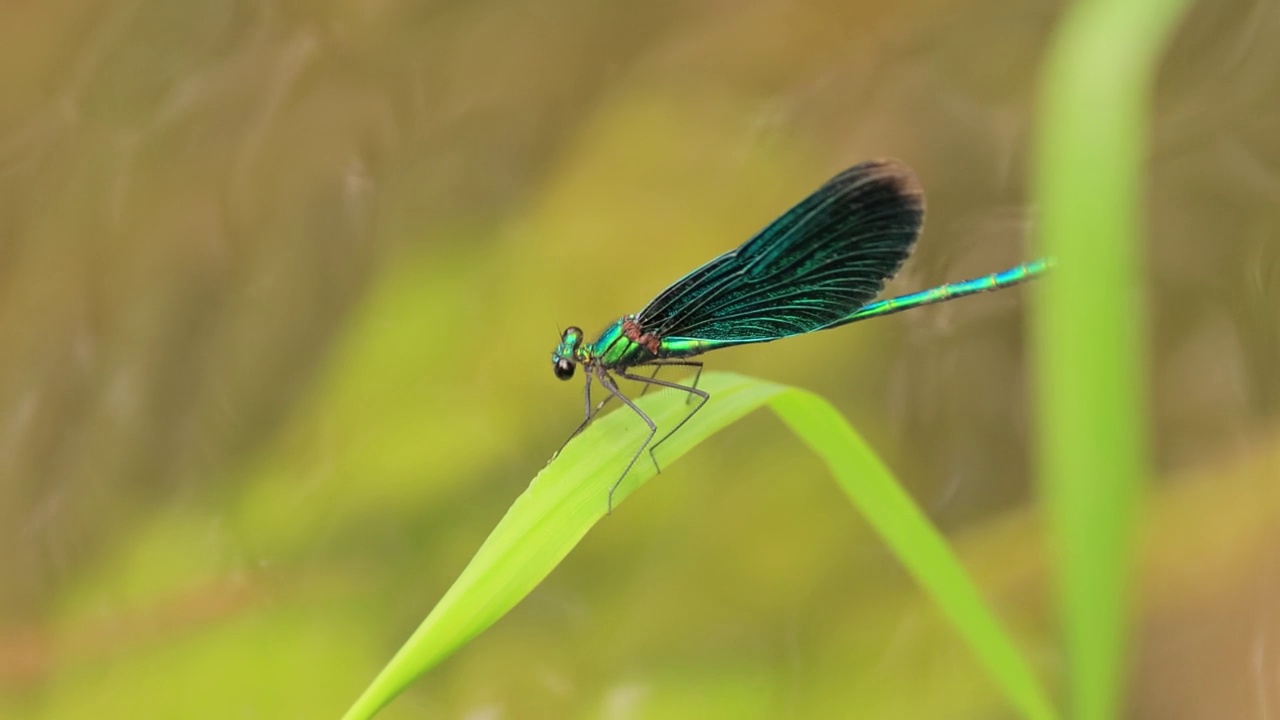 美丽少女(Calopteryx virgo)是一种欧洲豆娘，属于Calopterygidae家族。它经常在水流湍急的水域被发现，那里是它最喜欢的地方。视频素材