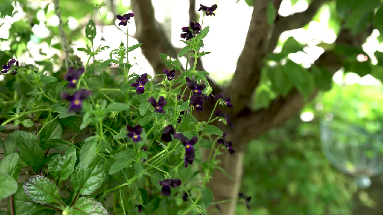 摇曳的花园里，黑色的中提琴视频素材