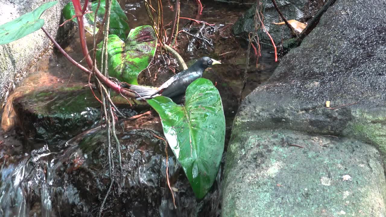 在热带花园里沐浴的黑鸟视频素材