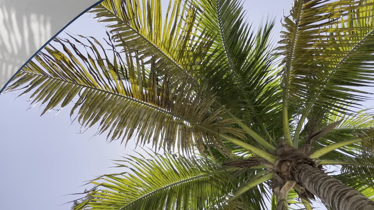 热带棕榈树在旅游海滩与阳光，伞和微风视频素材