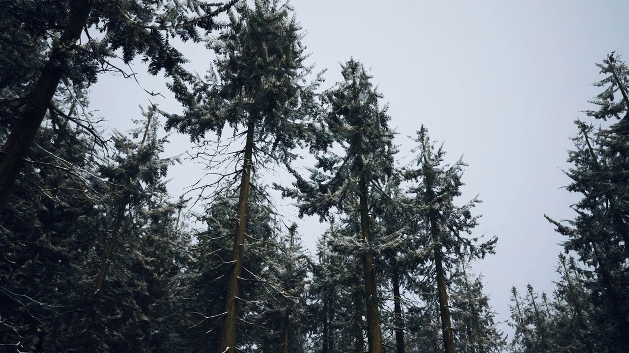 云杉上覆盖着雪白的雪花视频素材