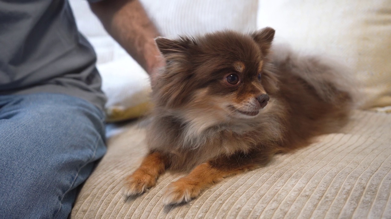 一个男人在沙发上抚摸一只棕色的小猎犬。城市的宠物视频下载