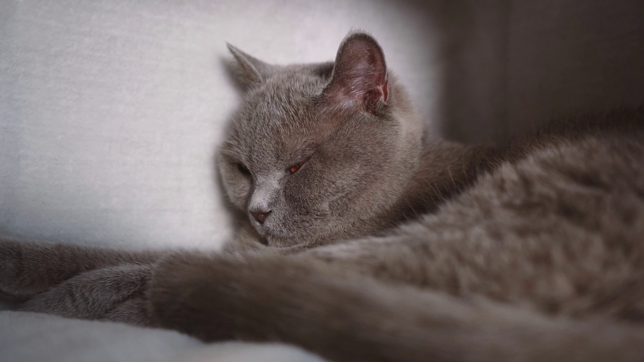 猫在猫屋里休息视频下载