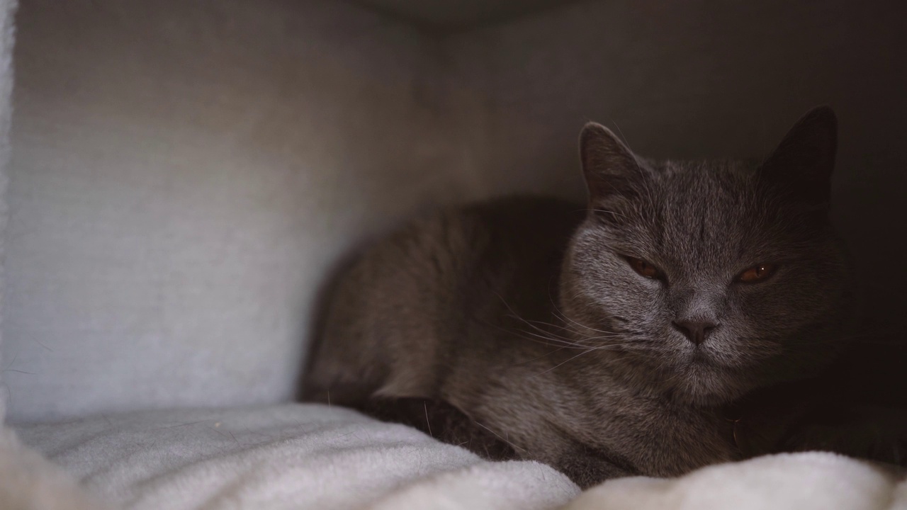 猫在猫屋里休息视频下载