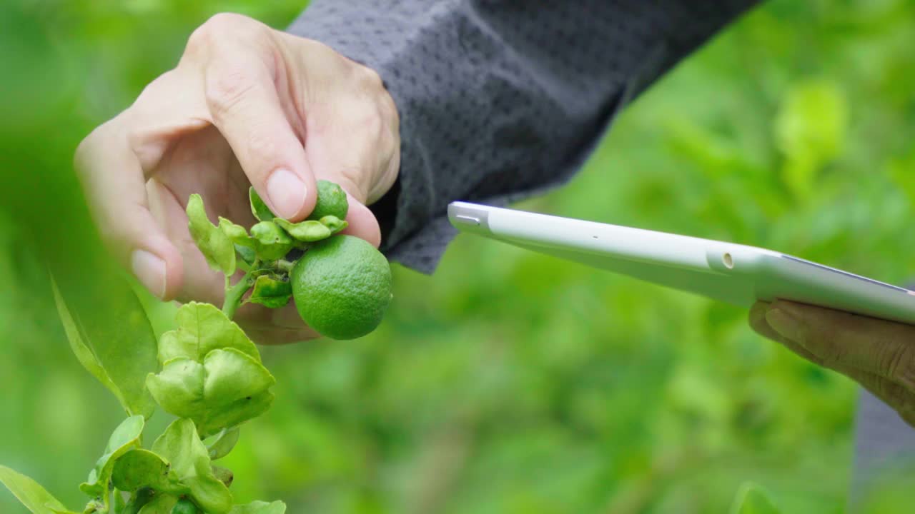 4k亚洲农民在有机柠檬农场使用数字平板电脑。有机智能农场控制。视频素材