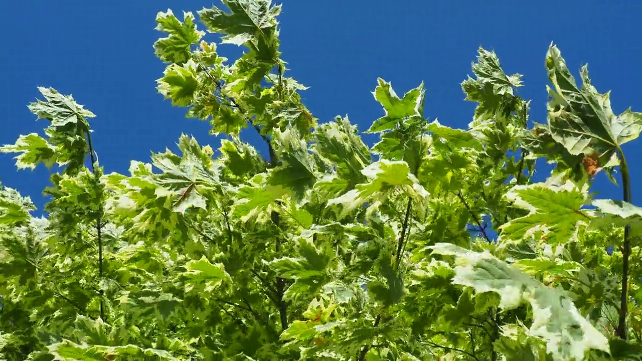 枫槭(Acer platanoides)是一种木本植物，属于槭树科槭槭属(以前该属被划入枫科)。蓝色的天空视频素材