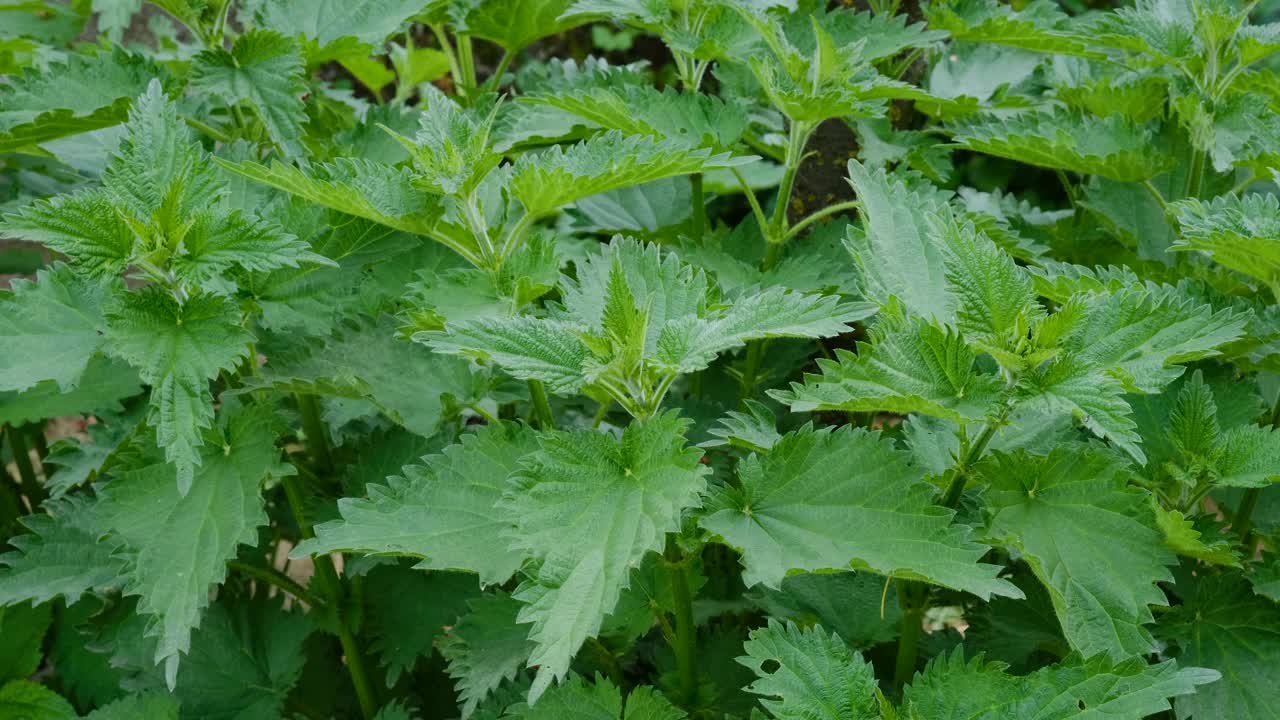 荨麻。有绿叶的荨麻。背景植物荨麻生长在地面上。医学概念。视频素材