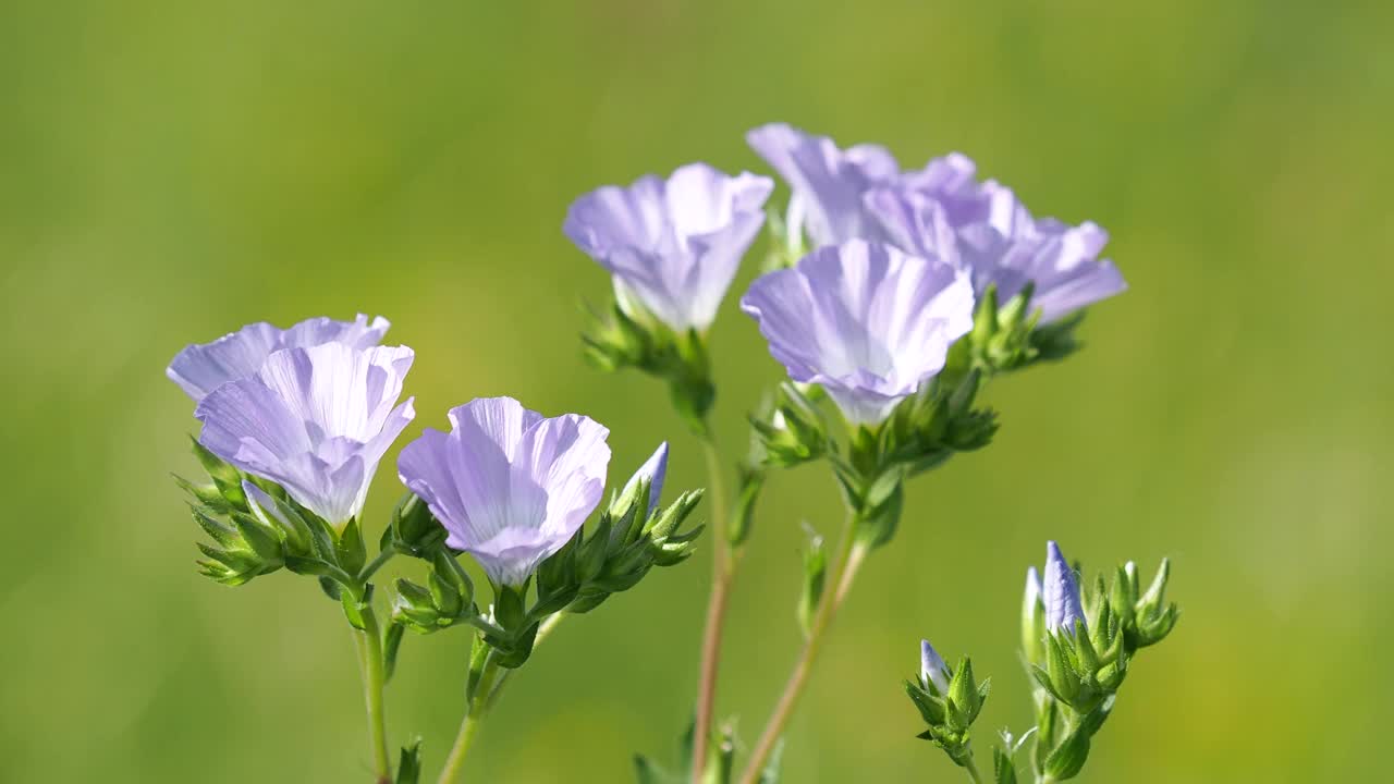 野生绒毛亚麻的蓝色花视频素材