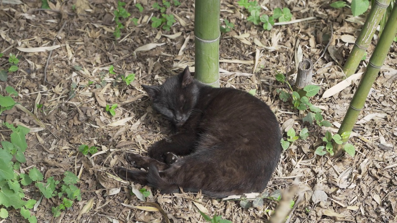 猫在竹林里睡觉视频素材