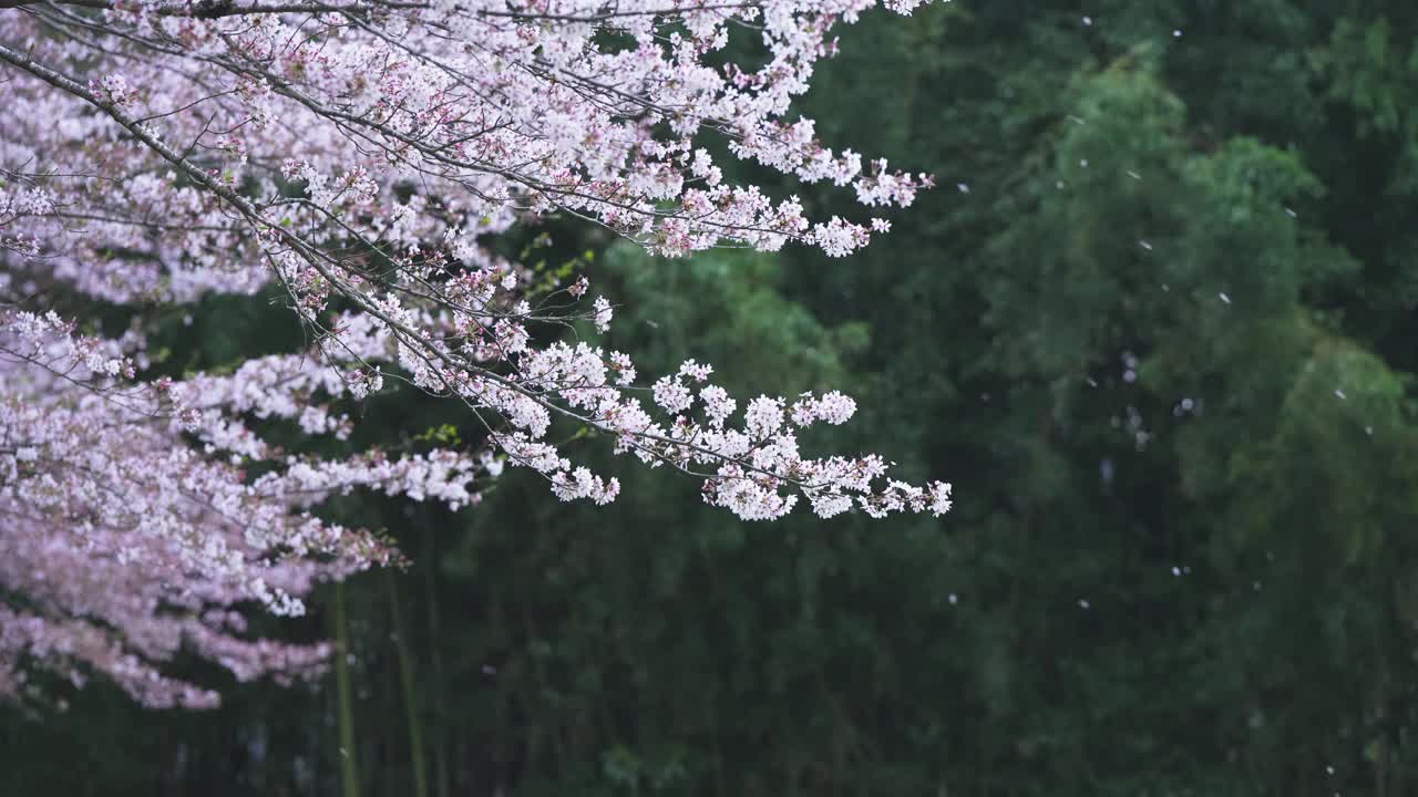 樱花盛开，樱花落花视频素材