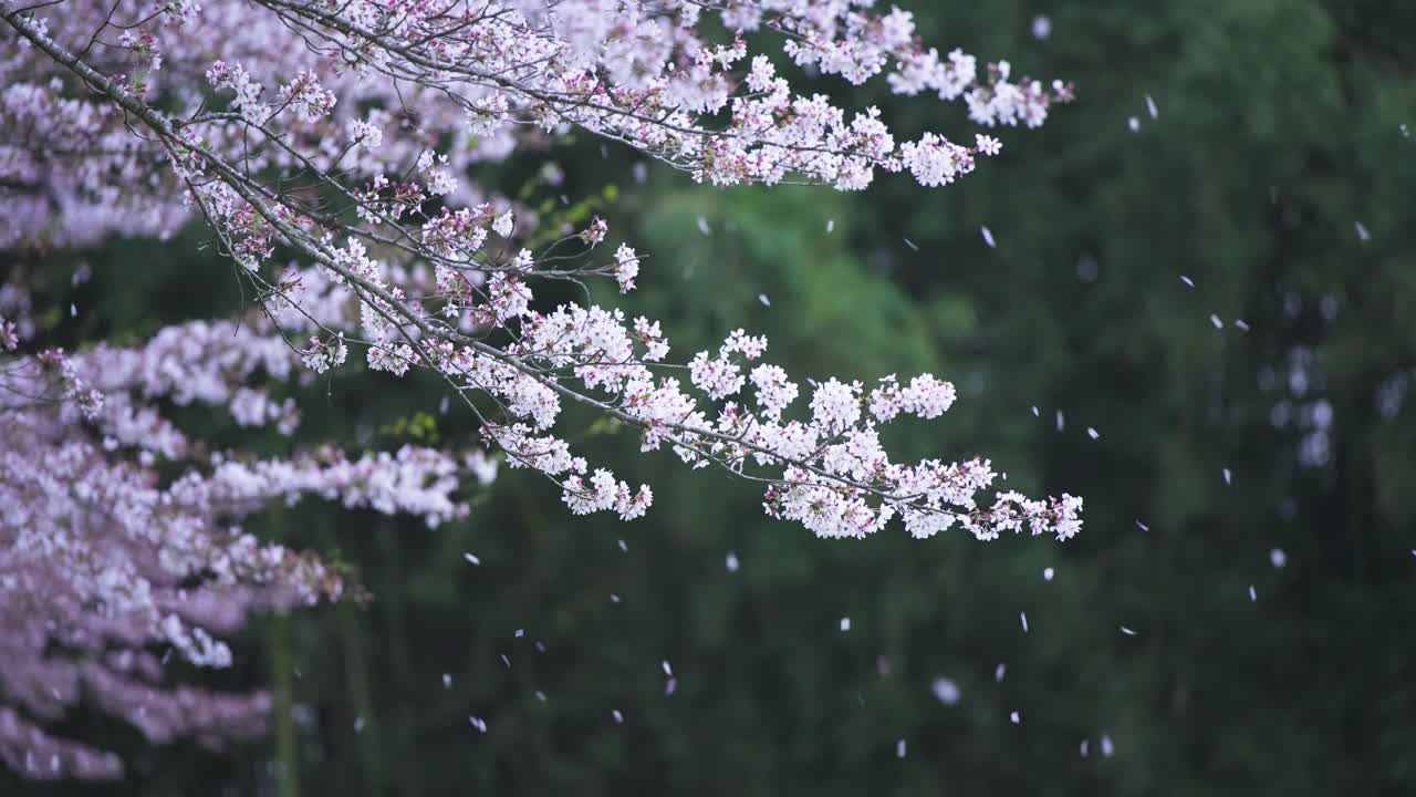 樱花盛开，樱花落花视频素材