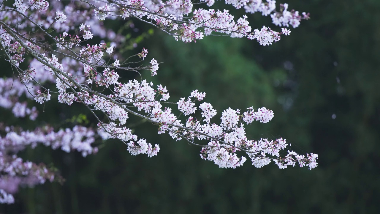 樱花盛开，樱花落花视频素材