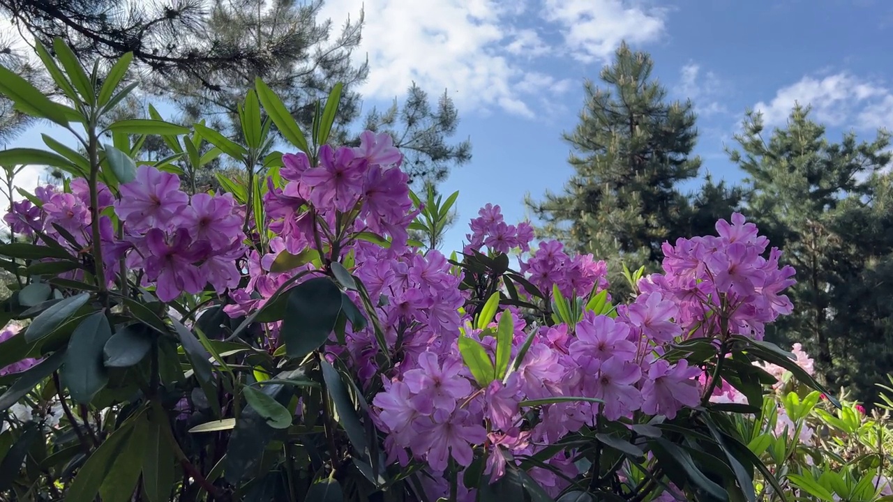 粉红色的花在松林里。视频素材