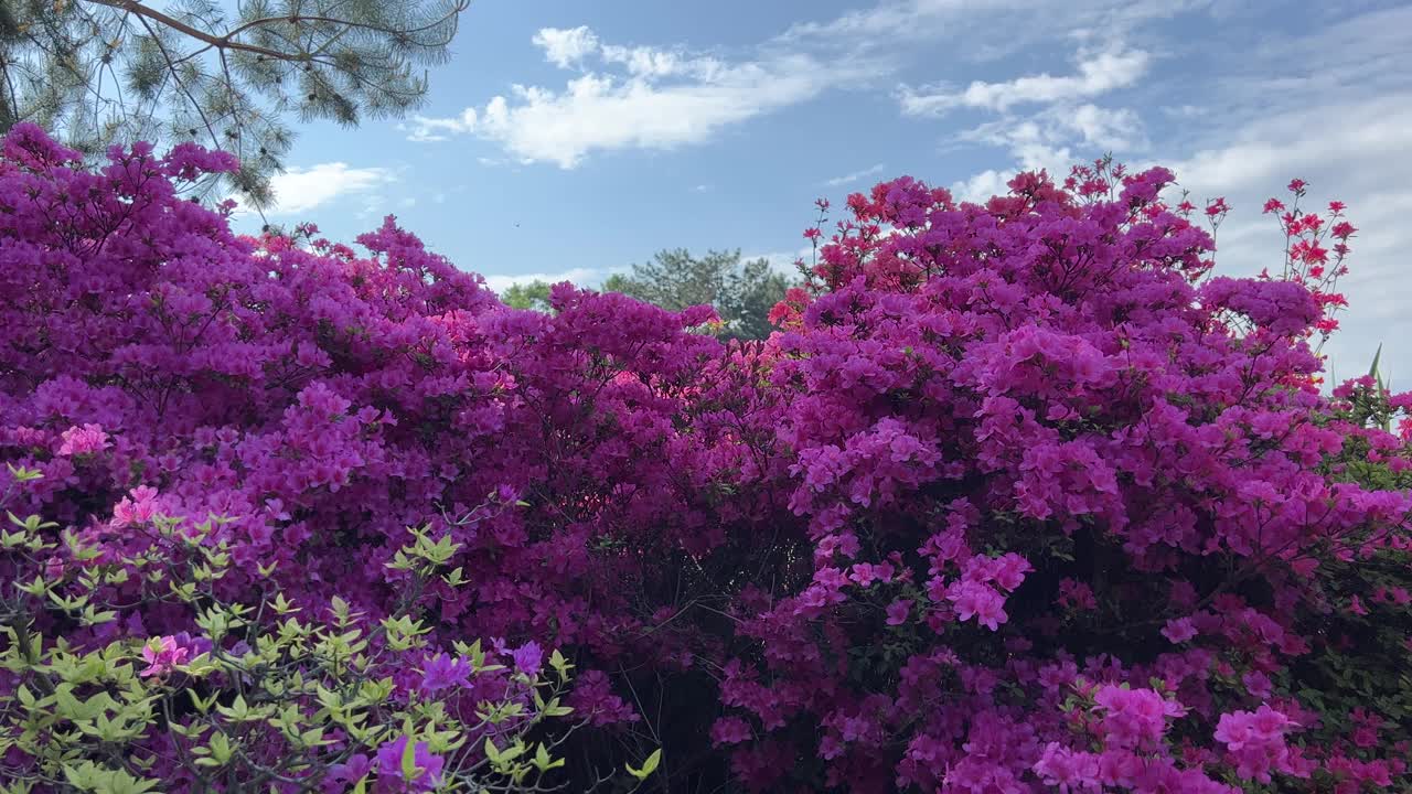 紫红色的杜鹃花映衬着天空。视频素材