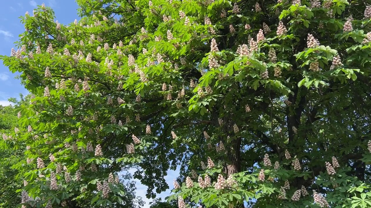 七叶树在公园里开着白色的花。视频素材