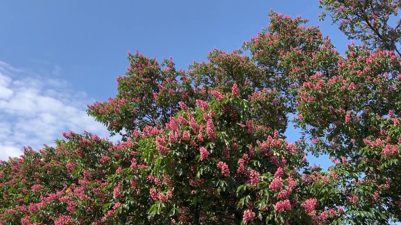 蓝蓝的天空上，粉红色的花红色的七叶树。公园里的七叶树或红七叶树。视频素材