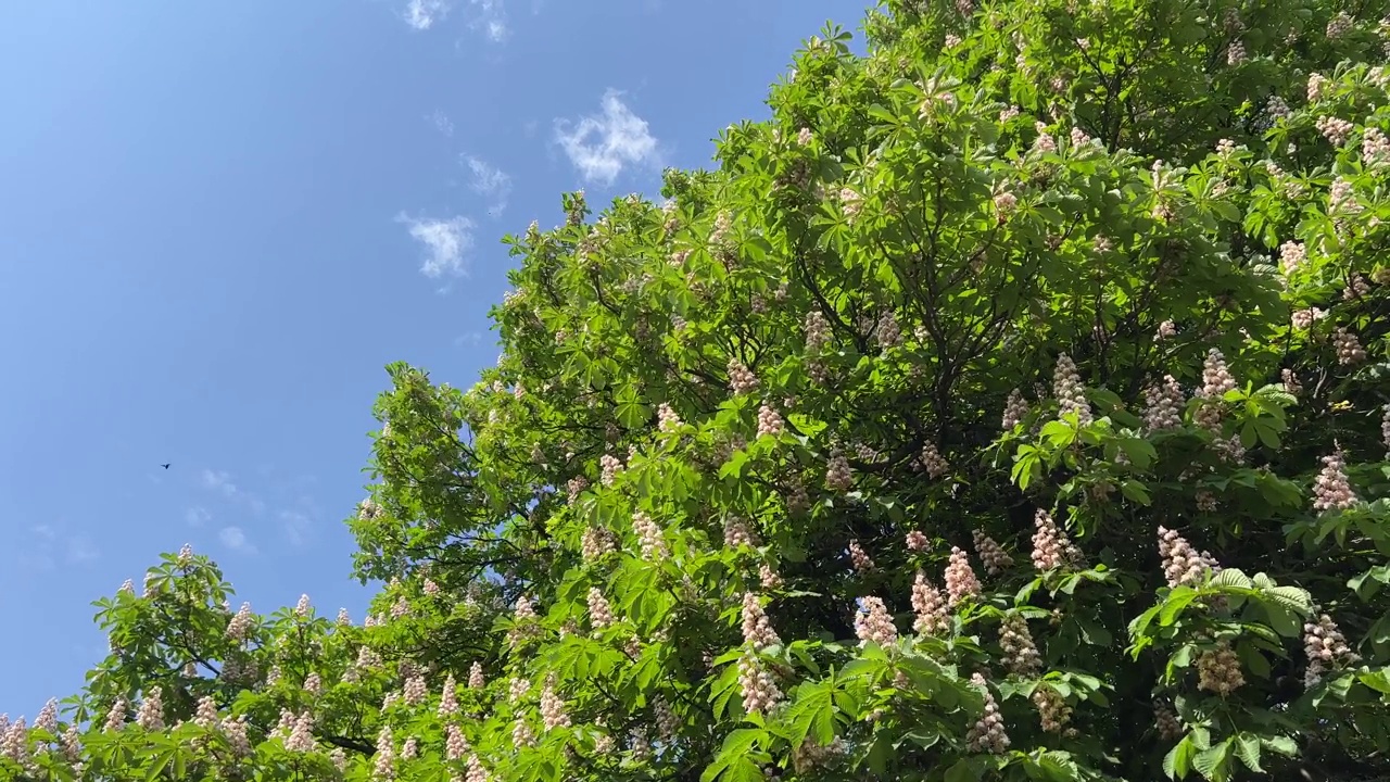 七叶树开花蜡烛绽放在蓝色晴朗的天空。视频素材