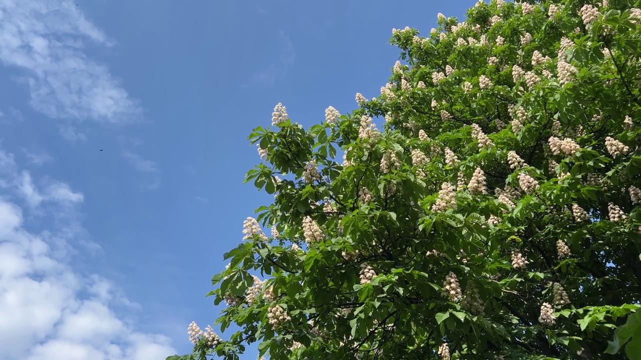 栗树粉白色的蜡烛花在春天的公园。视频素材