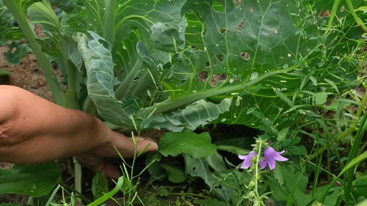 资深女园丁撕扯被昆虫吃掉的无用卷心菜叶子。爱护菜园菜园菜园。视频素材