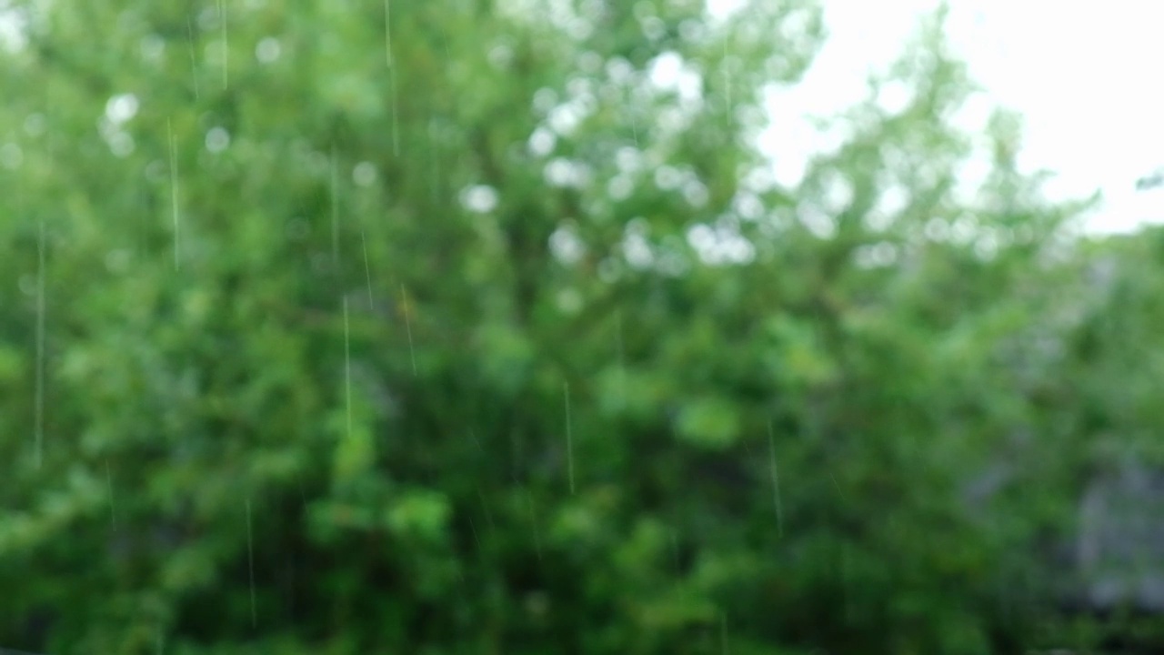 夏雨。雨点落在绿树的背景上。关注前景。视频素材