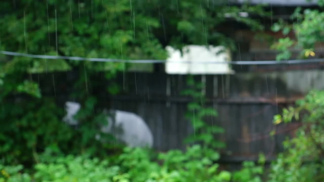 夏雨。雨点落在绿树的背景上。关注前景。视频素材