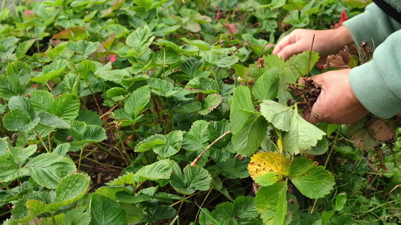 高级女园丁除去老的、无用的、干的、不健康的叶子，草莓匍匐茎，善良的、奔跑的视频素材