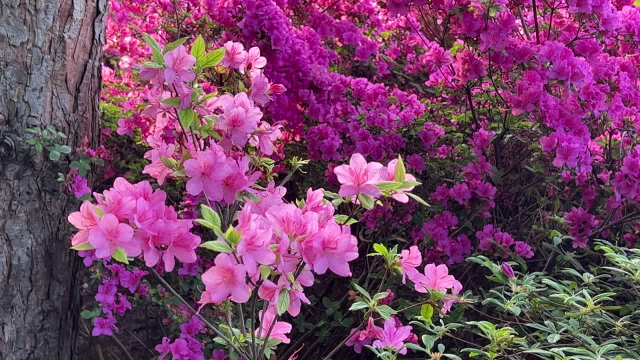 植物园里的粉红紫花杜鹃花灌木。视频素材