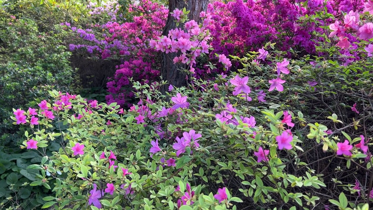 植物园里的粉红紫花杜鹃花灌木。视频素材