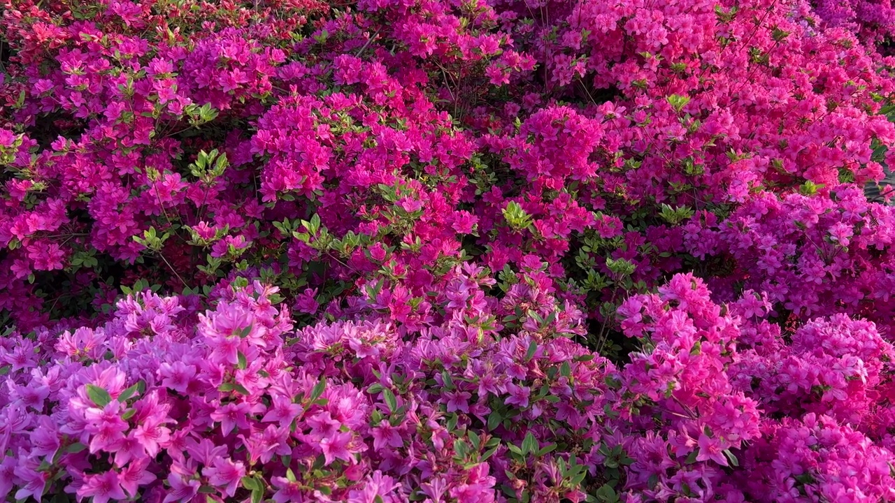 杜鹃花，杜鹃花，花明亮，紫色，粉红色。视频素材