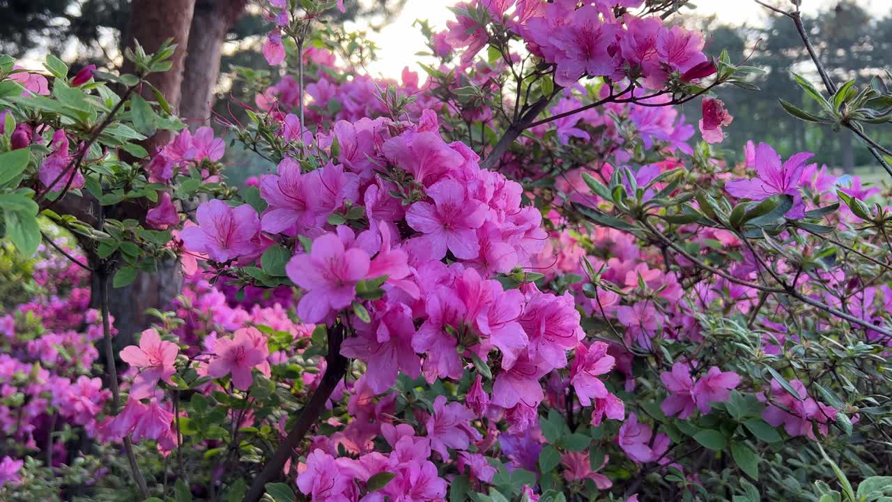 粉红色的杜鹃花在花园里。视频素材