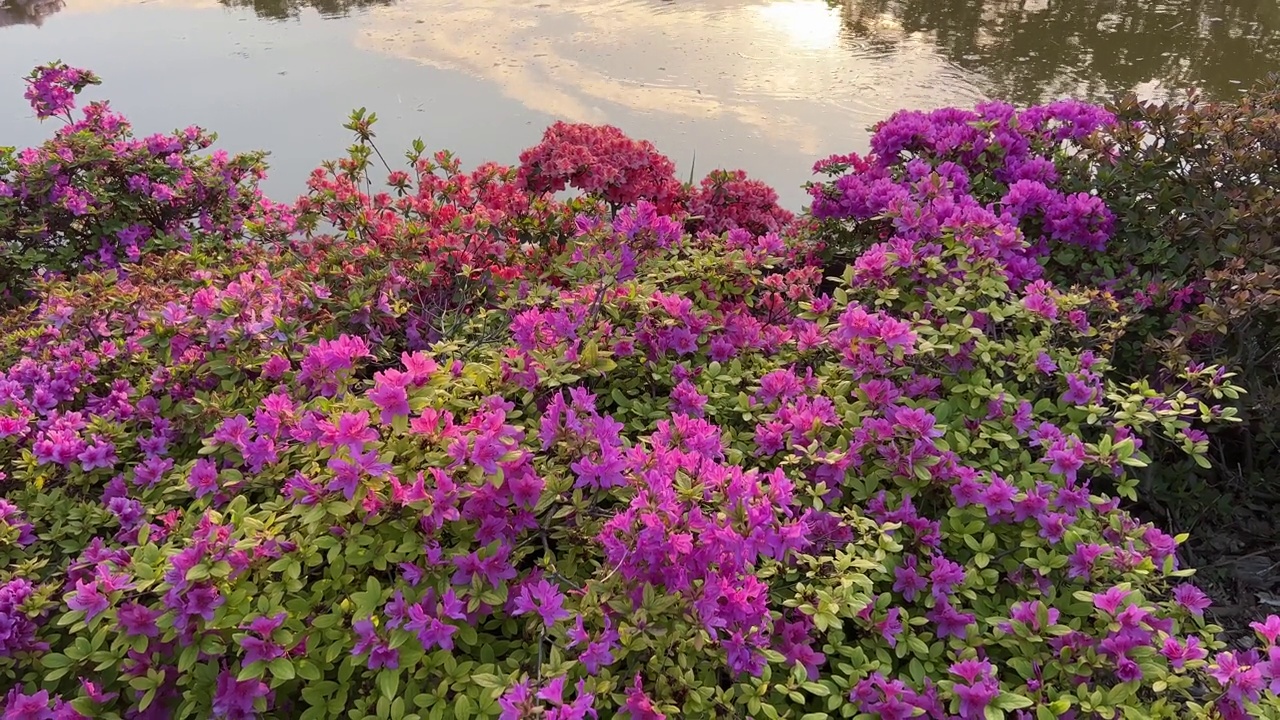 粉红色的花，紫色的杜鹃花，靠近池塘。视频素材