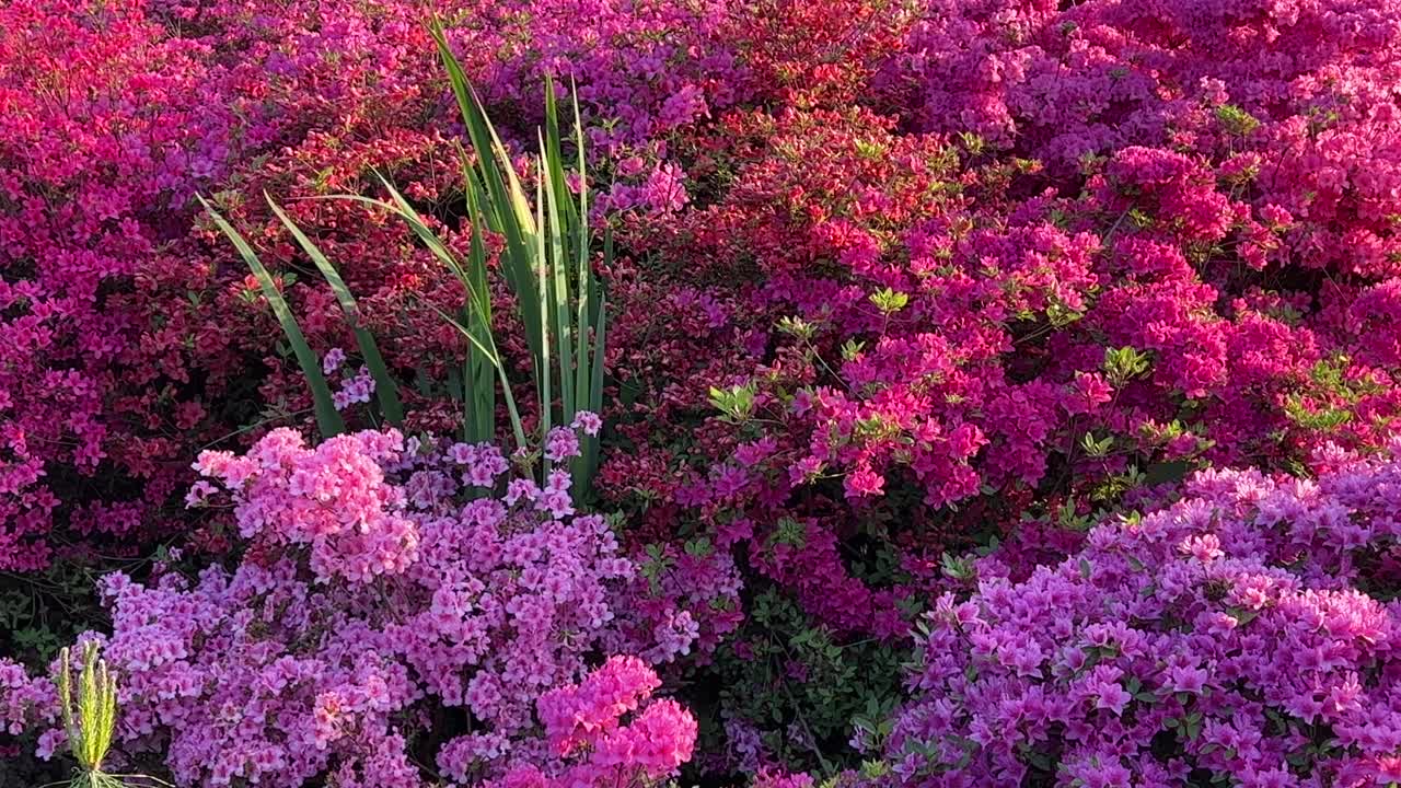 杜鹃花，杜鹃花，花明亮，紫色，粉红色。视频素材